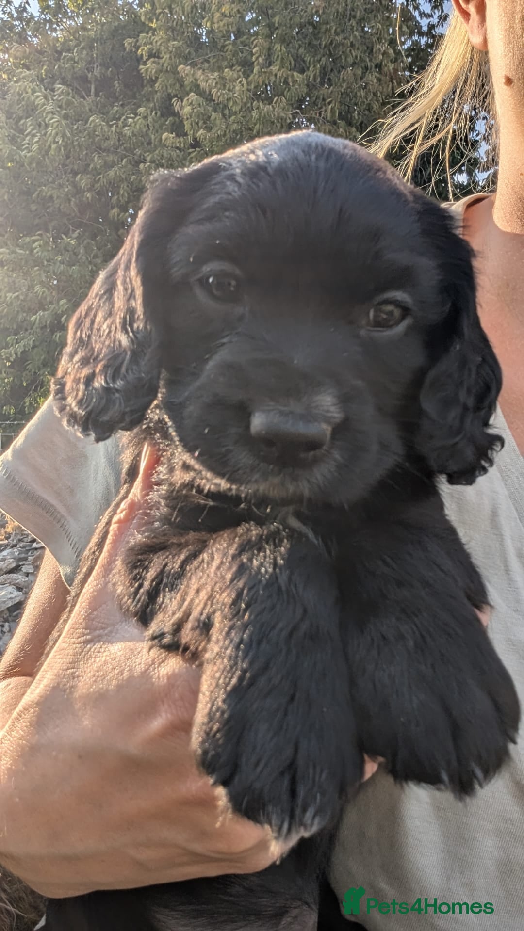 Cocker Spaniel dogs 7 beautiful cocker spaniels - Advert 2