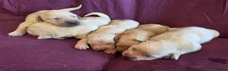 Goldador dogs for sale: Gorgeous KC Line Goldador Puppies 🐾  - Advert 7