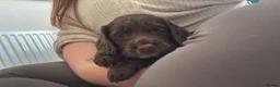 Cocker Spaniel dogs for sale: Cocker spaniel puppies  - Advert 2