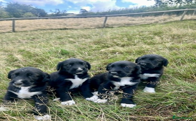 Mixed Breed dogs - Advert 8
