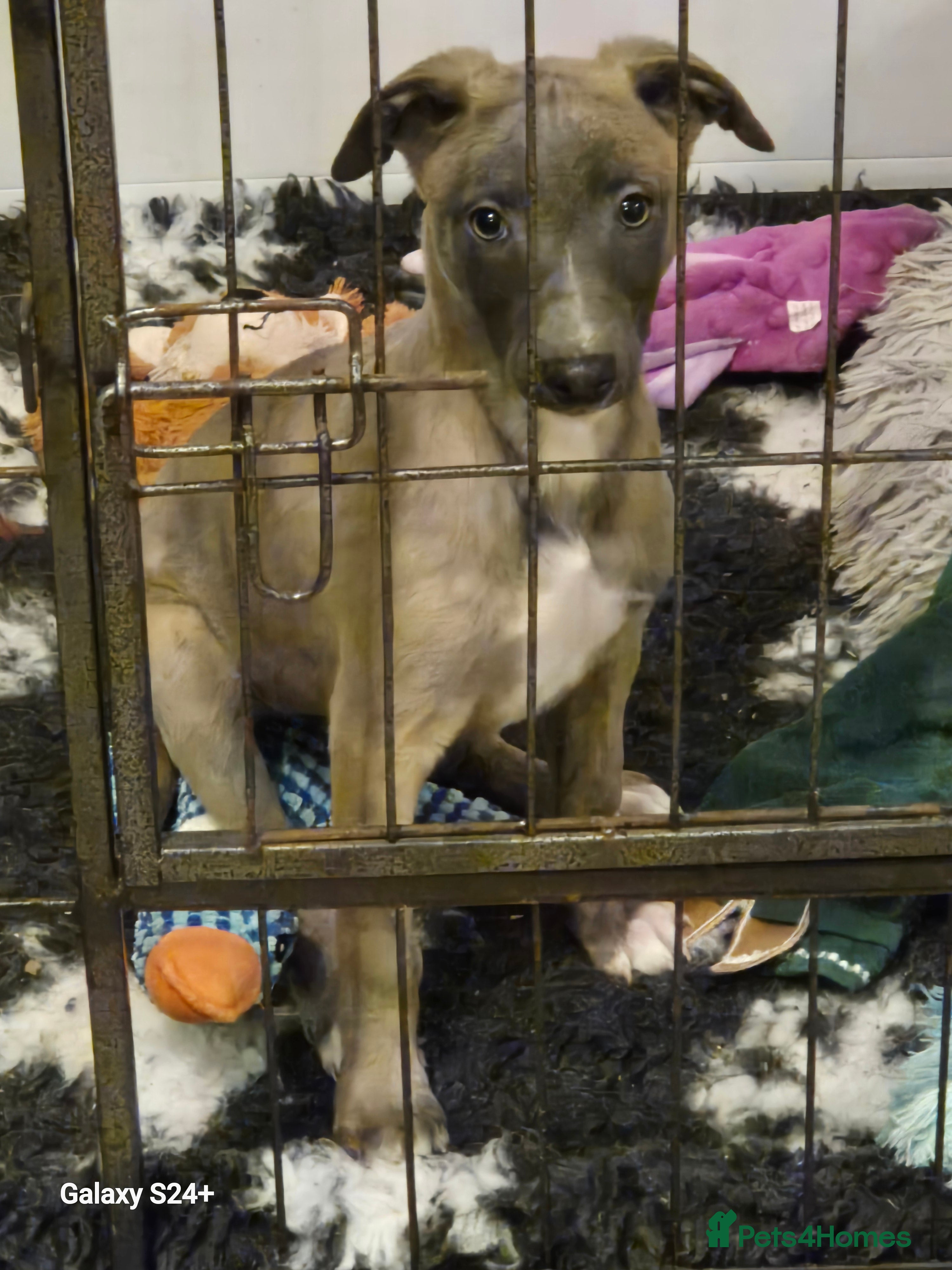 Whippet dogs Stunning whippet puppies  - Advert 5