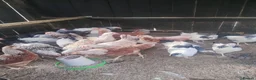 Chickens poultry for sale: Point of lay, chickens, Bantams, pullets  - Advert 6