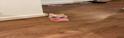 Chihuahua dogs for sale: One boy chihuahua left in London - Advert 6