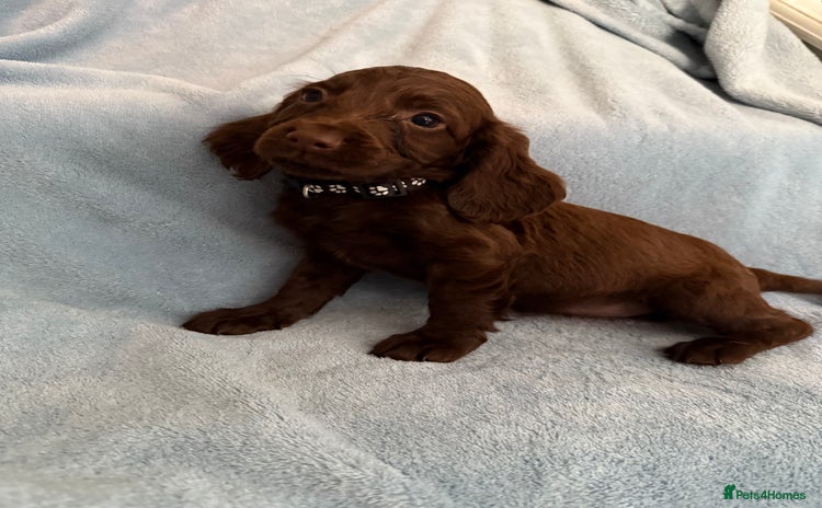 Cocker Spaniel dogs in Hornchurch - Advert 5