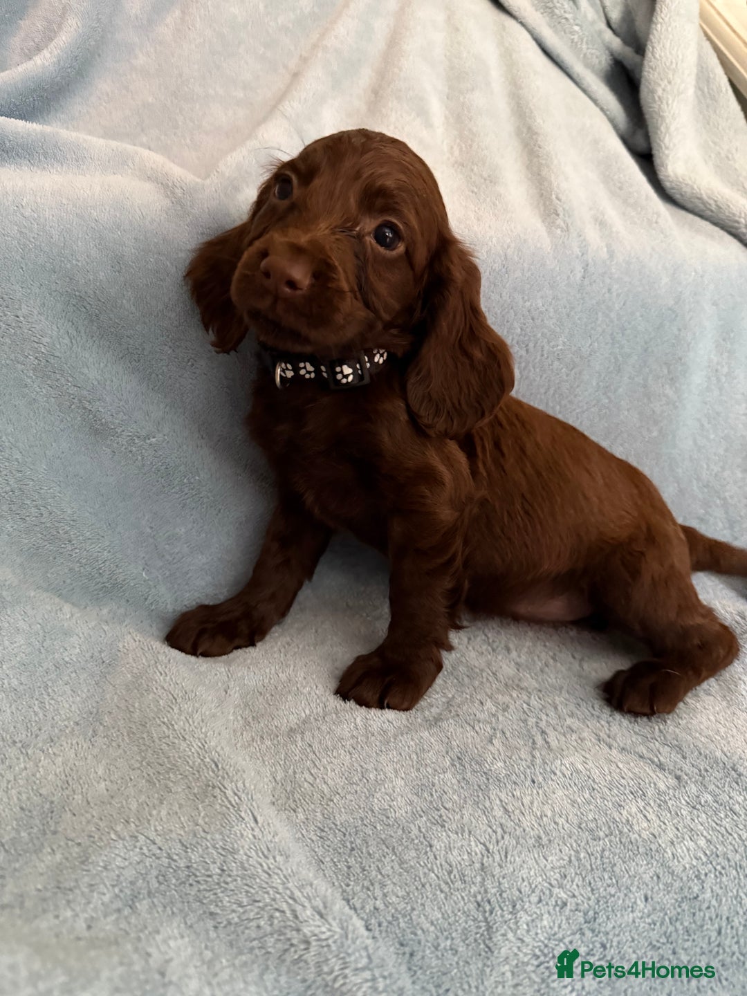 Cocker Spaniel dogs for sale: Ready to leave! 7 beautiful cocker spaniel pups in Hornchurch - Image 8