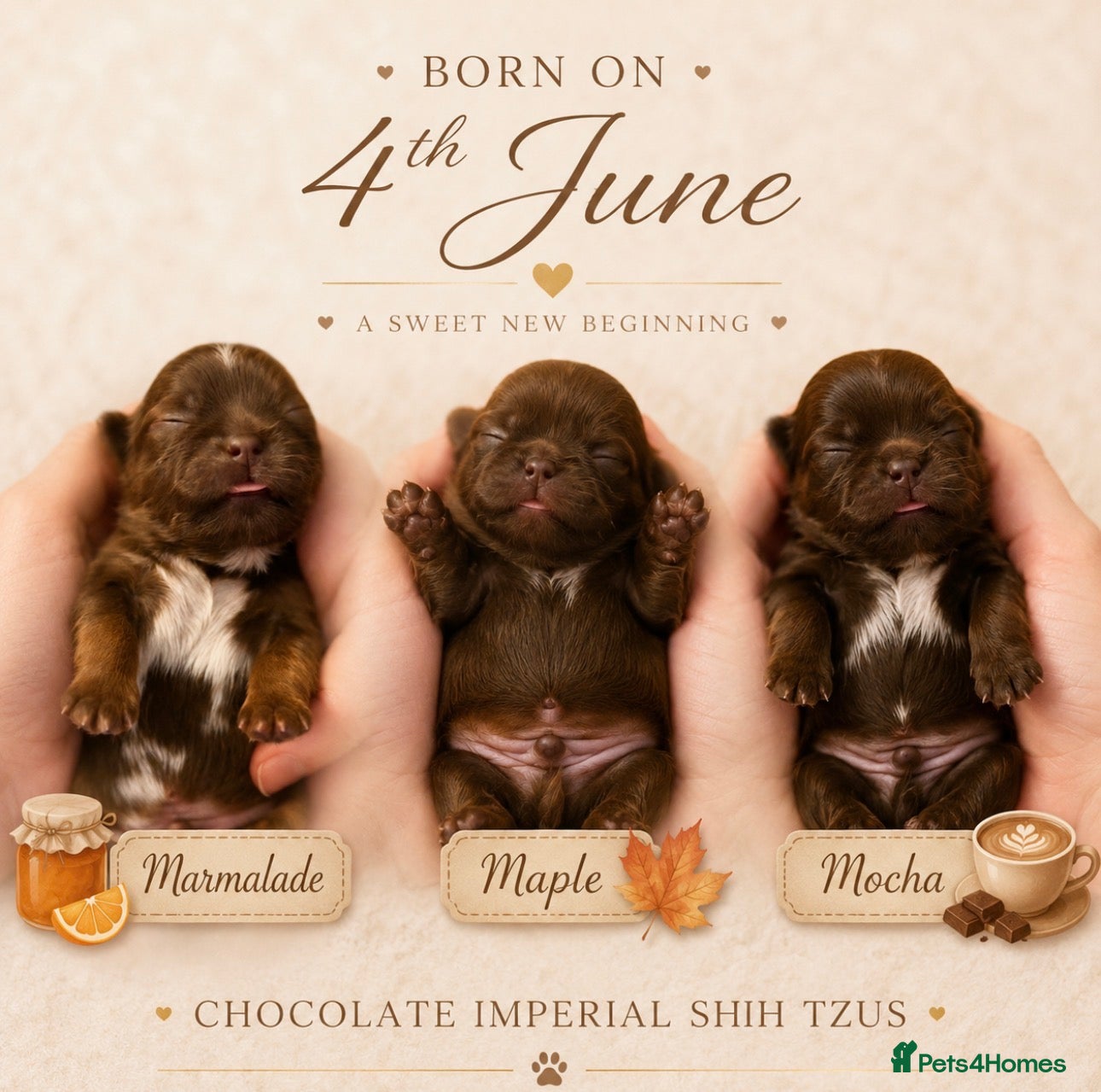 Shih Tzu dogs Oustanding Chocolate Imperial Shih Tzus 🍫 - Advert 14