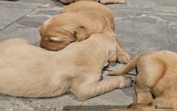 Golden Retriever dogs for sale: KC registered pedigree Golden Retriever pups - Image 16