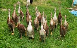 Ducks poultry for sale: Runner Ducks Male - Image 5