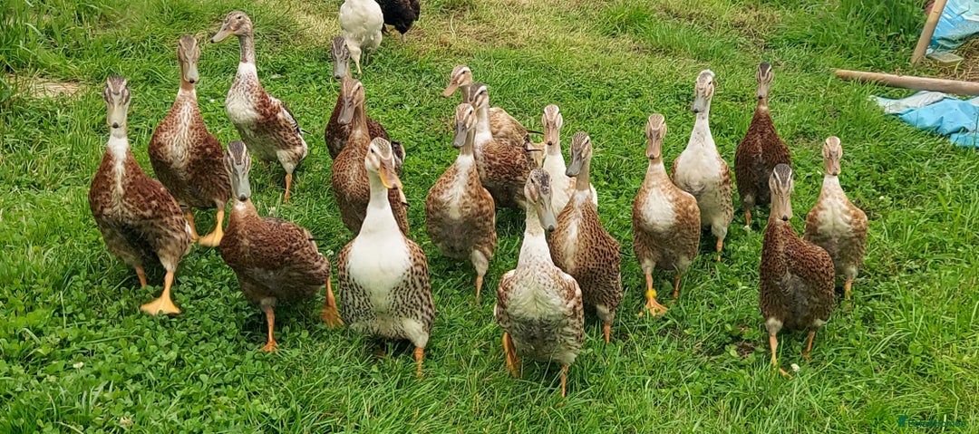 Ducks poultry for sale: Runner Ducks Male - Image 5
