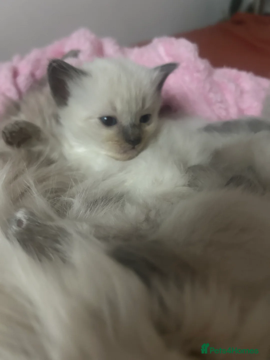 Ragdoll cats for sale: Beautiful Kittens Ragdoll - Advert 1