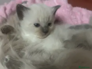 Ragdoll cats Beautiful Kittens Ragdoll - Advert 1