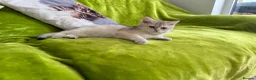 British Longhair cats for sale: Pure Bread British Longhair and Shorthair kittens - Advert 9