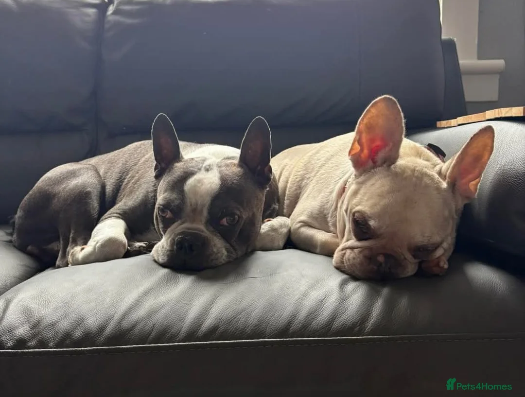 French Bulldog dogs for adoption: ***FERN RESCUE* FRENCH BULLDOG FOR ADOPTION""" in Glasgow - Advert 2