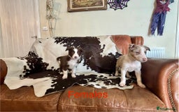 Border Collie dogs for sale: Stunning Merle Border Collie puppies.  - Image 3