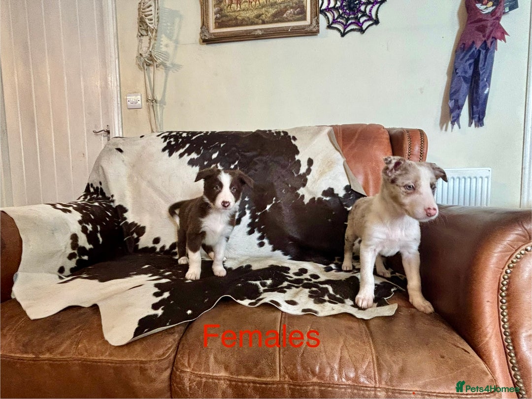 Border Collie dogs for sale: Stunning Merle Border Collie puppies.  - Image 3