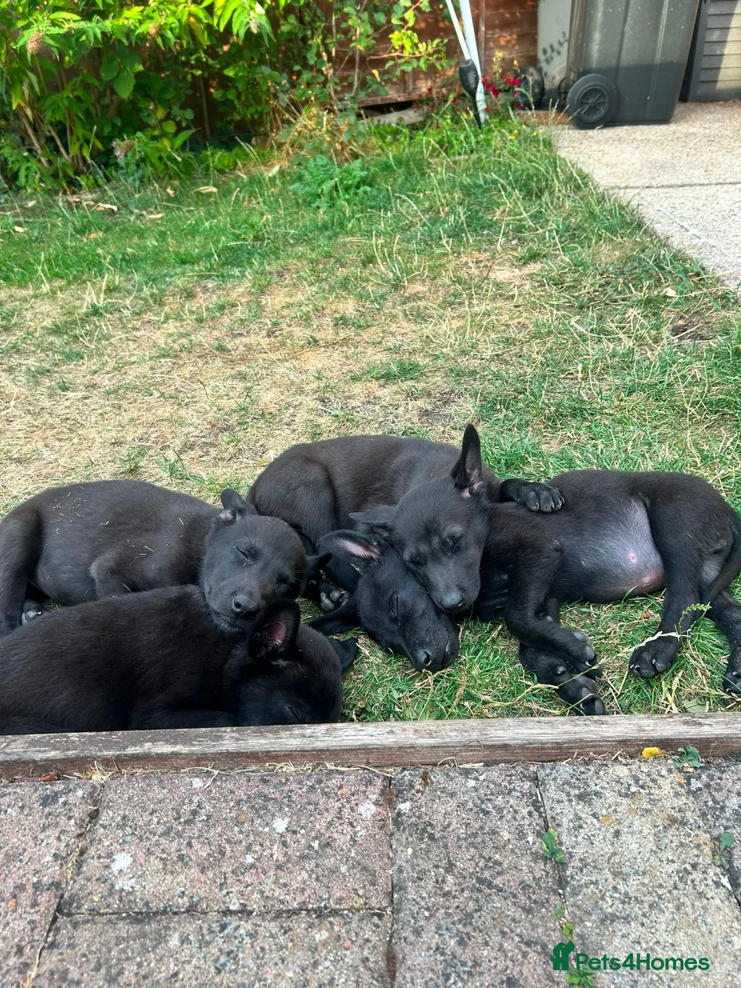 Belgian Shepherd Dog dogs for sale: PURE BREED BELGIAN MALINOIS  in Dunmow - Advert 1