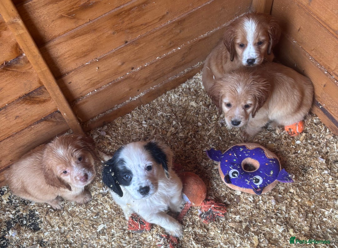 Cocker Spaniel dogs for sale: Cocker spaniels ready to go  - Advert 6