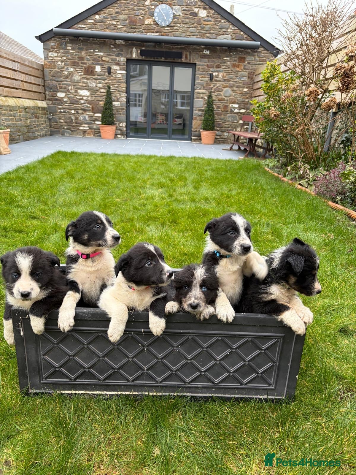 Border Collie dogs Border collie pups from Tyngraig Jock.  - Advert 1