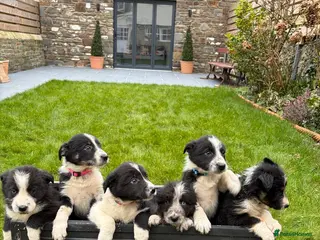 Border Collie dogs Border collie pups from Tyngraig Jock. - Advert 1