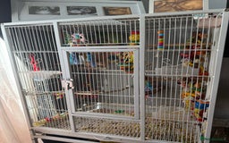 Ringnecks birds for sale: Bird pair and cage  - Image 8
