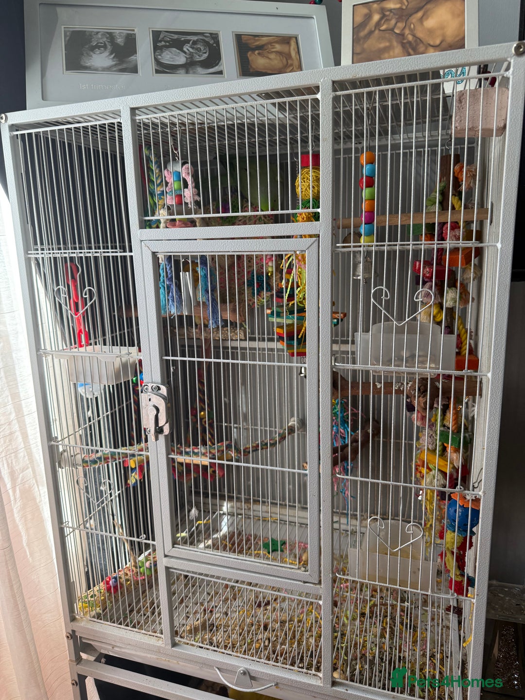 Ringnecks birds for sale: Bird pair and cage  - Image 8
