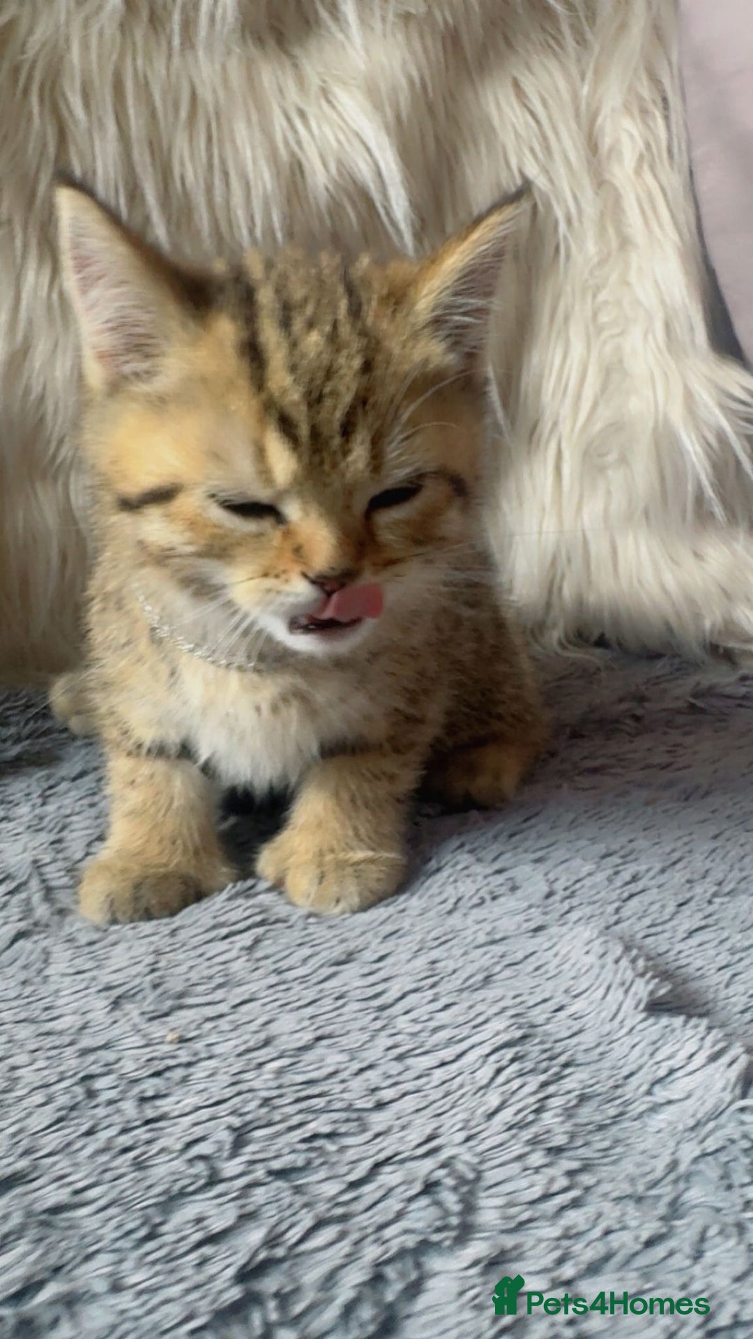 Mixed Breed cats for sale: Beautiful kittens in Leicester - Image 16