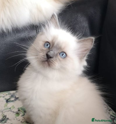 Ragdoll cats Wilbert (ragdoll)  - Advert 5