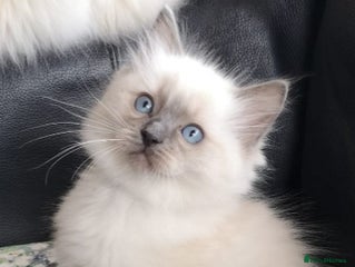 Ragdoll cats - Advert 20