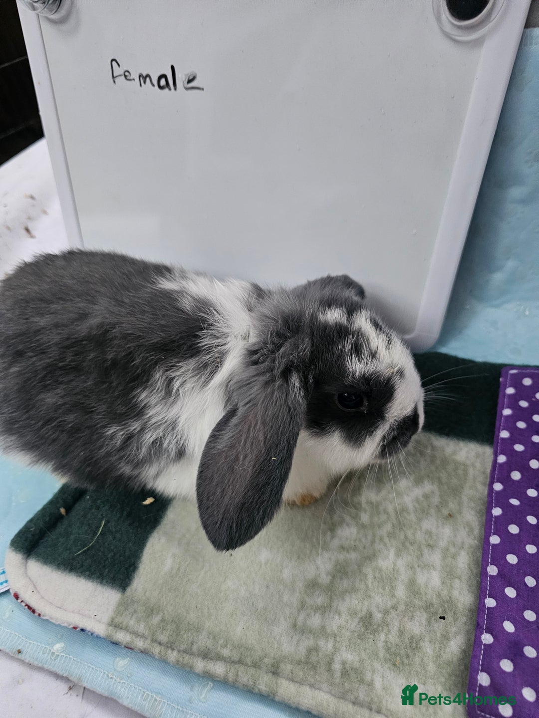 Mini Lop rabbits for sale: ✨️Mini Lop Litter✨️ - Advert 12