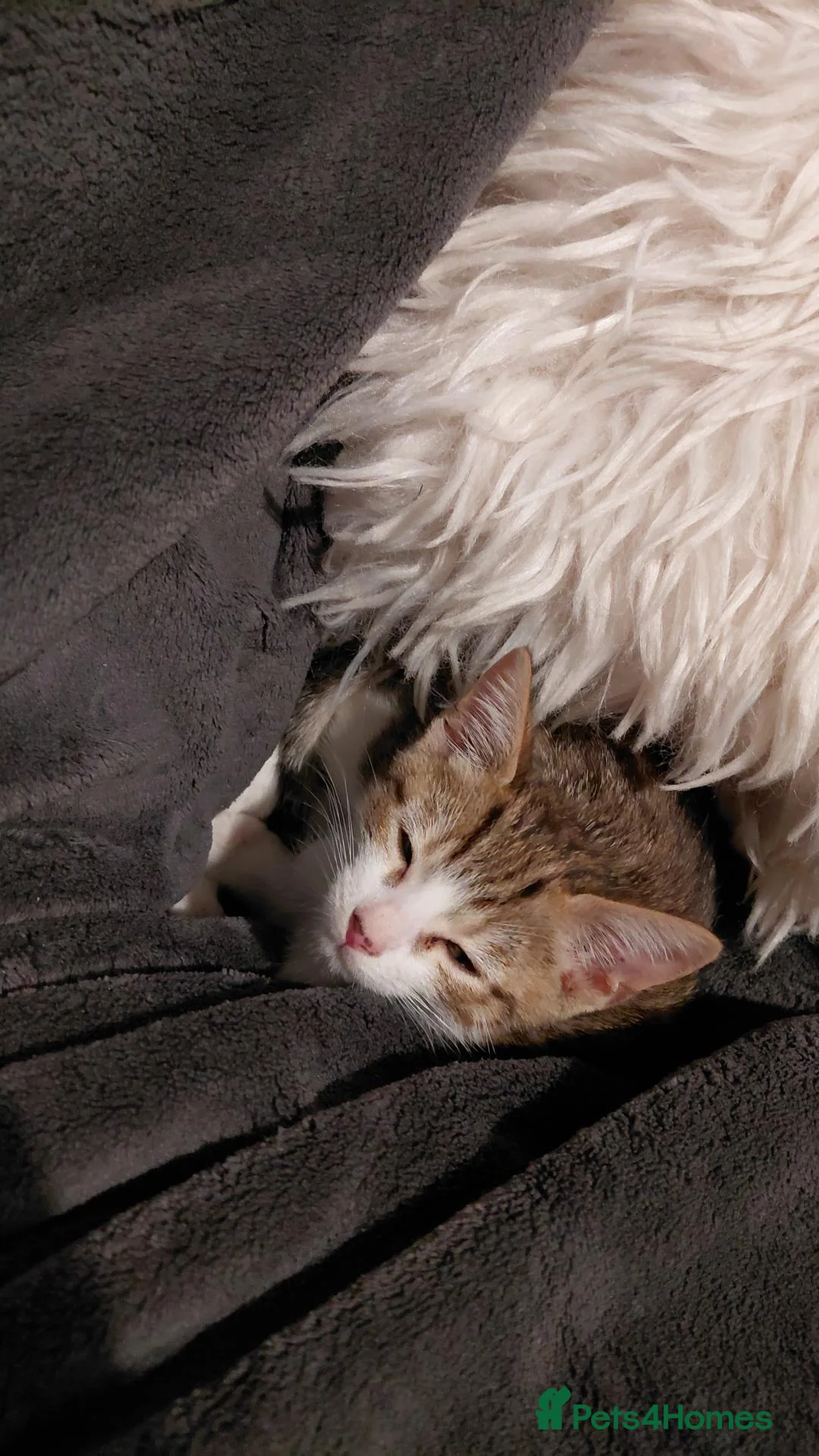 Mixed Breed cats for sale: 9 weeks old kitten very cute  in Burnley - Advert 2