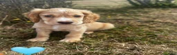 Cocker Spaniel dogs for sale: Cocker spaniel puppy’s  - Advert 5