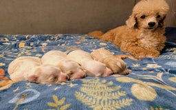 Maltipoo dogs for sale: Stunning Toy Maltipoo Puppies - Image 3