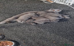 Scottish Fold cats for sale: Scottish Fold/British Shorthair Kittens  - Advert 8