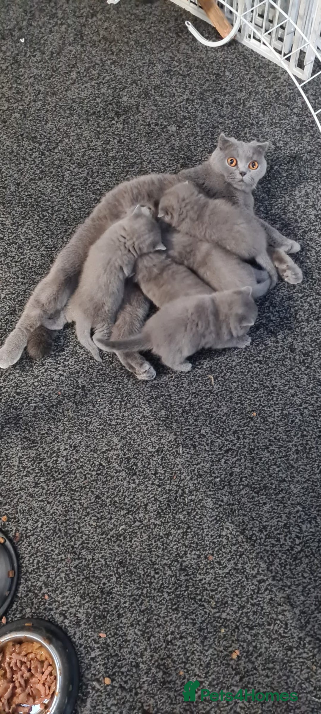 Scottish Fold cats for sale: Scottish Fold/British Shorthair Kittens  - Advert 8