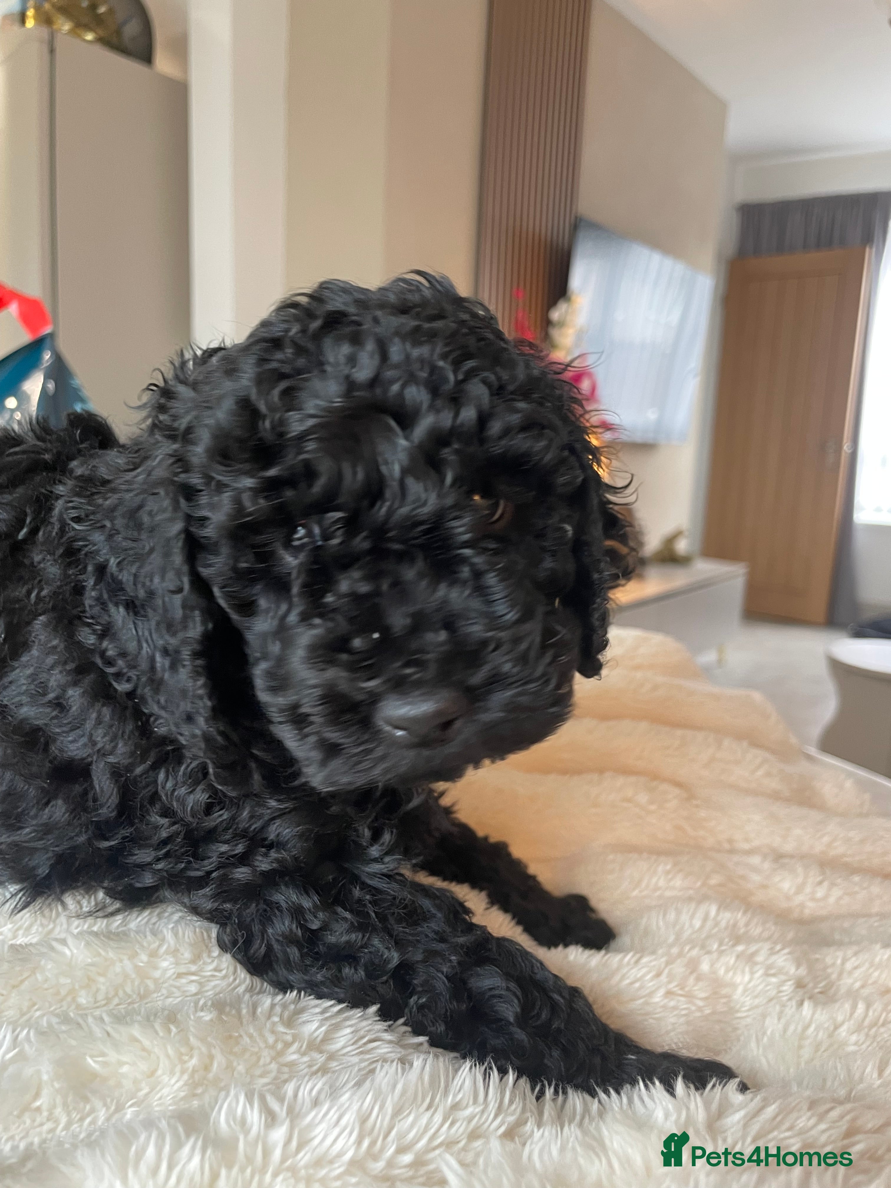 Miniature Poodle dogs Miniature Poodle DNA tested parents  - Advert 13