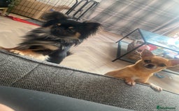 Chihuahua dogs for sale: Female chihuahua puppy - Image 4