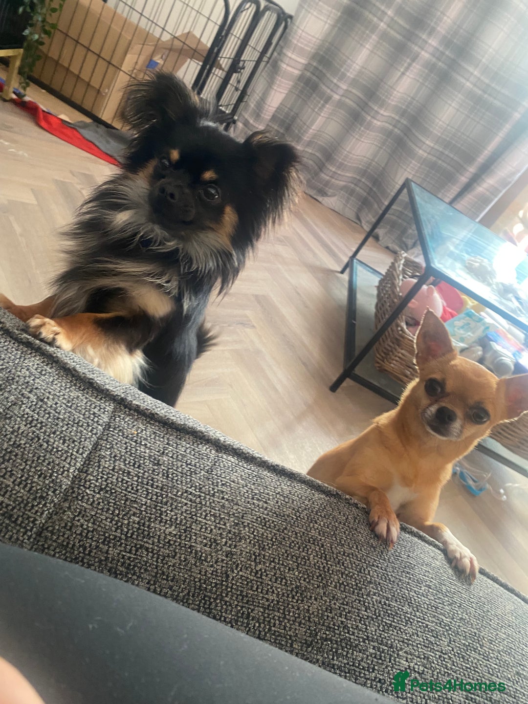 Chihuahua dogs for sale: Female chihuahua puppy - Image 4