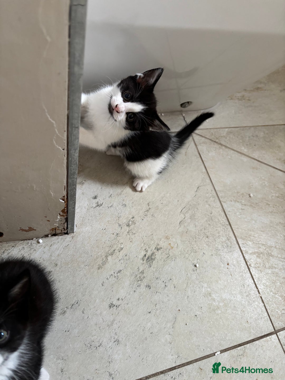 Mixed Breed cats for sale: 3 beautiful kittens available Friday  - Image 3