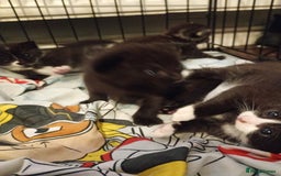 Domestic Shorthair cats for sale: Kitten for sale - Image 4