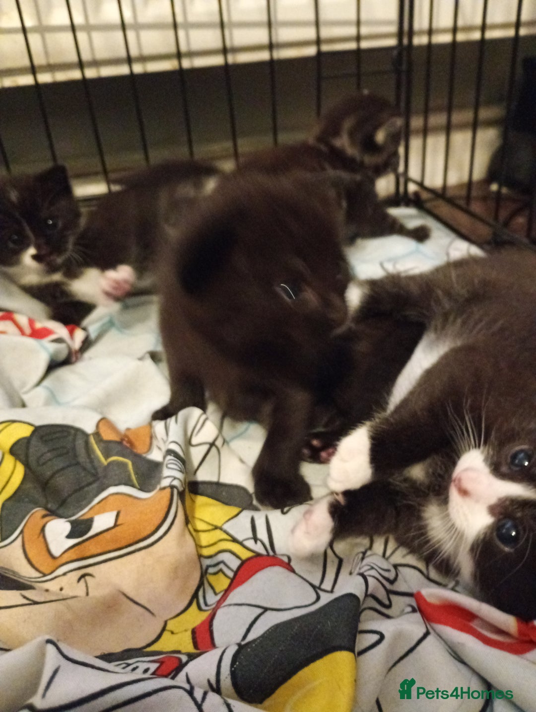Domestic Shorthair cats for sale: Kitten for sale - Image 4