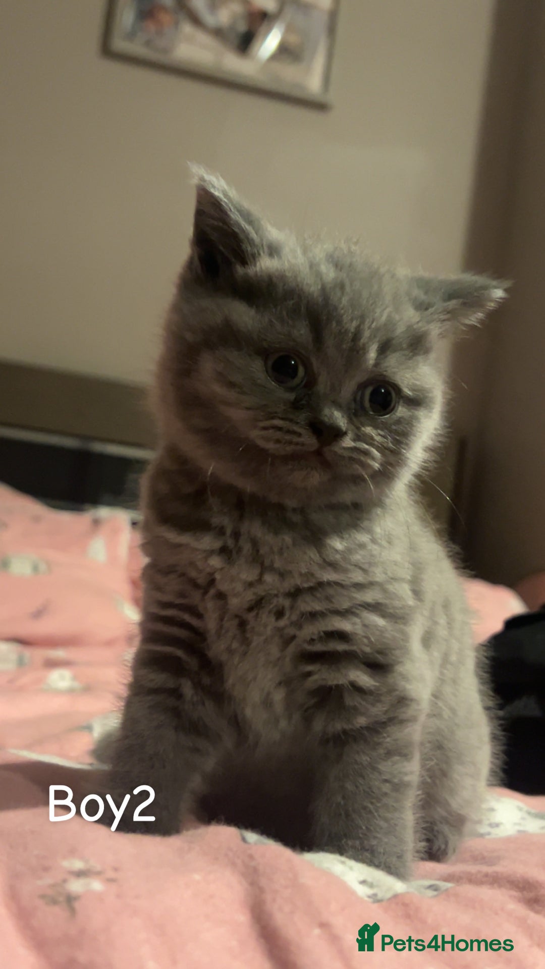 British Shorthair cats for sale: Beautiful BSH Kittens / GCCF registered  - Advert 6