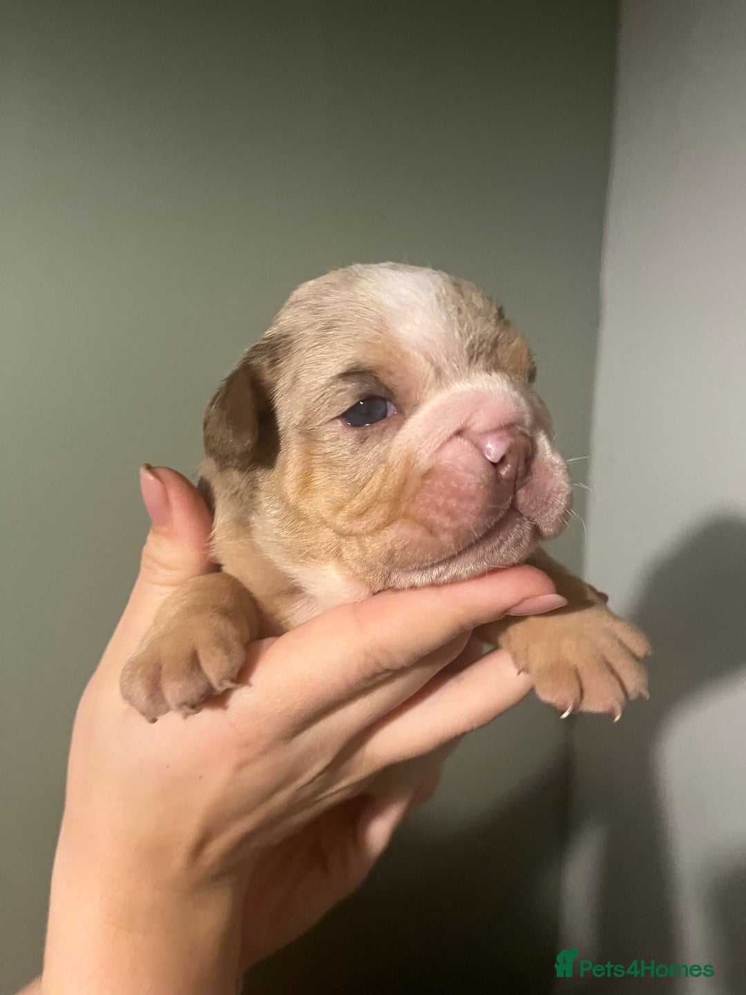 Olde English Bulldogge dogs for sale: Old English bulldog  - Advert 7