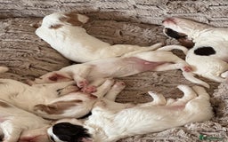 Clumber Spaniel dogs for sale: Clumber Spaniel Hybrid - Image 4