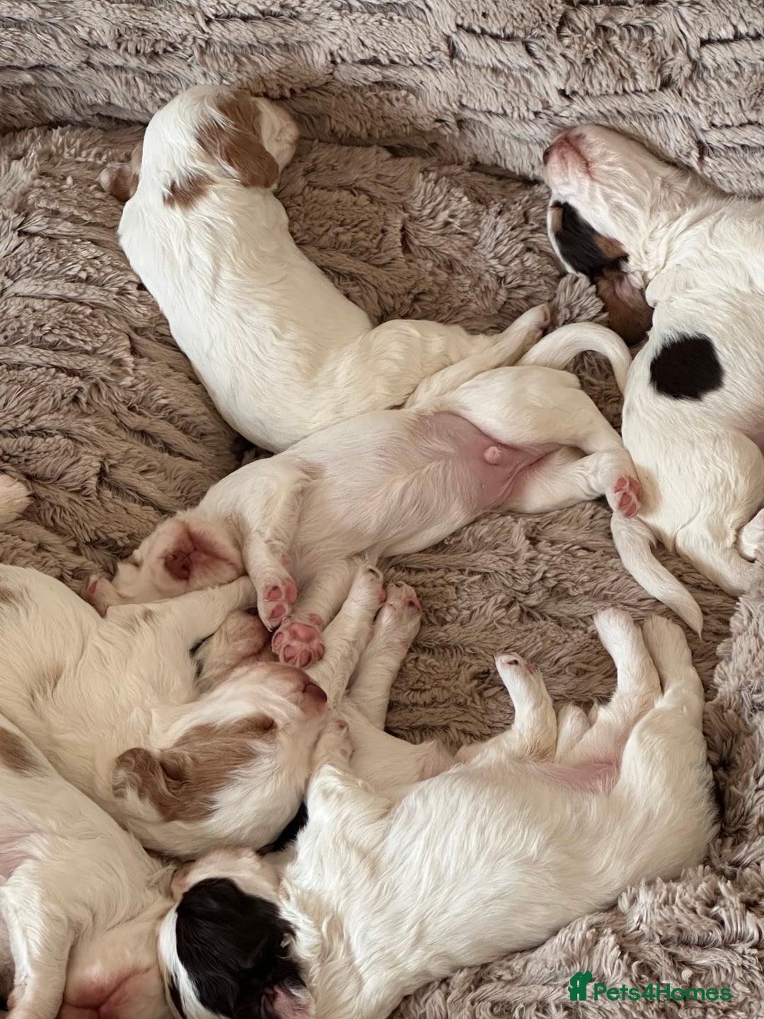 Clumber Spaniel dogs for sale: Clumber Spaniel Hybrid - Image 4