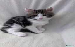 Mixed Breed cats for sale: Cute kittens looking for nice home  - Image 4