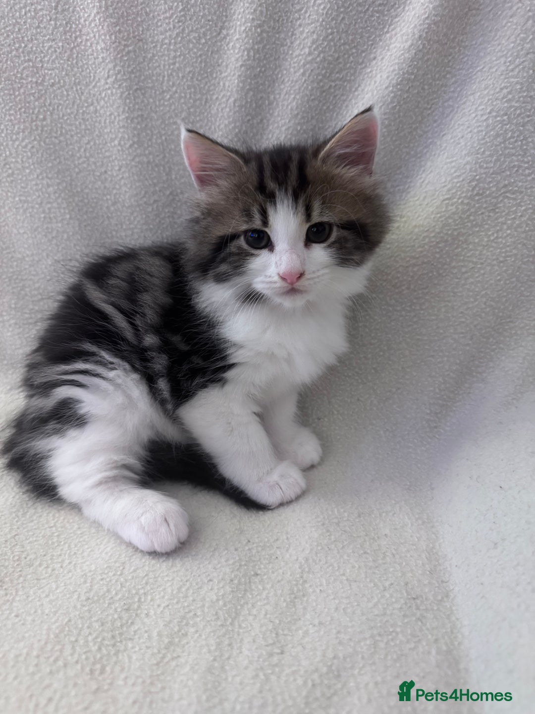 Mixed Breed cats for sale: Cute kittens looking for nice home  - Image 4