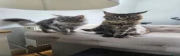 Maine Coon cats for sale: 2 Beautiful kittens looking for a loving family - Advert 1