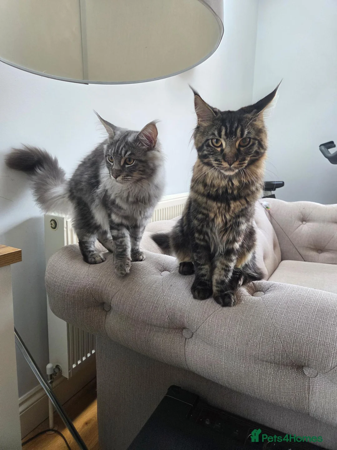 Maine Coon cats for sale: 2 Beautiful kittens looking for a loving family - Advert 1