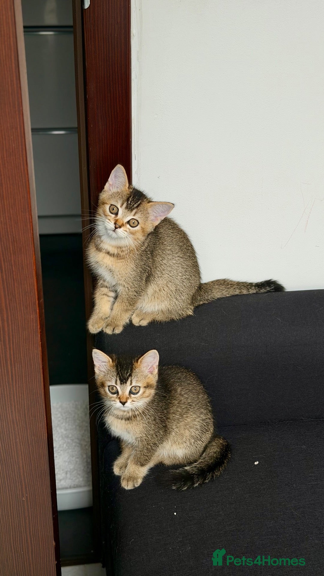 Scottish Fold cats Scottish Fold & Straight kittens available 🐾❤️ - Advert 4