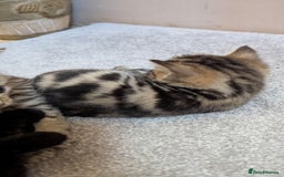 Mixed Breed cats for sale: Kittens for sale - Image 10